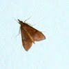 Genista Broom Moth