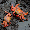 sally ligthfoot crab