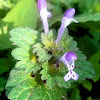 Henbit Deadnettle, Greater Henbit