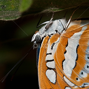 do not disturb by Srimanta Ray - Animals Insects & Spiders
