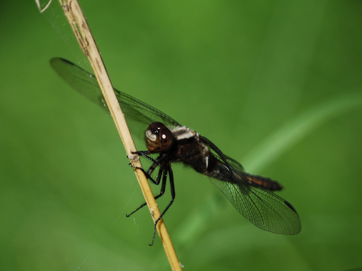 Chalk-fronted Corporal Dragonfly