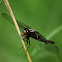 Chalk-fronted Corporal Dragonfly