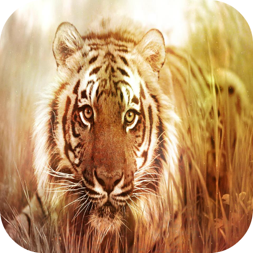 Tiger Wallpapers 生活 App LOGO-APP開箱王