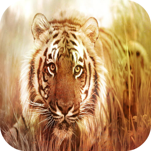 Tiger Wallpapers LOGO-APP點子