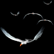 Birds In Flight Live Wallpaper