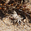 Dwarf Atlantic Ghost Crab