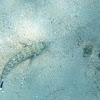 Speckled sandperch