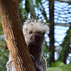 Brazilian Porcupine (Prehensile-tailed Porcupine)