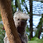 Brazilian Porcupine (Prehensile-tailed Porcupine)