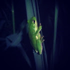 American Green Treefrog