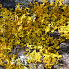 maritime sunburst lichen, yellow scale