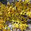 maritime sunburst lichen, yellow scale