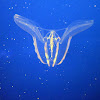 Comb Jelly