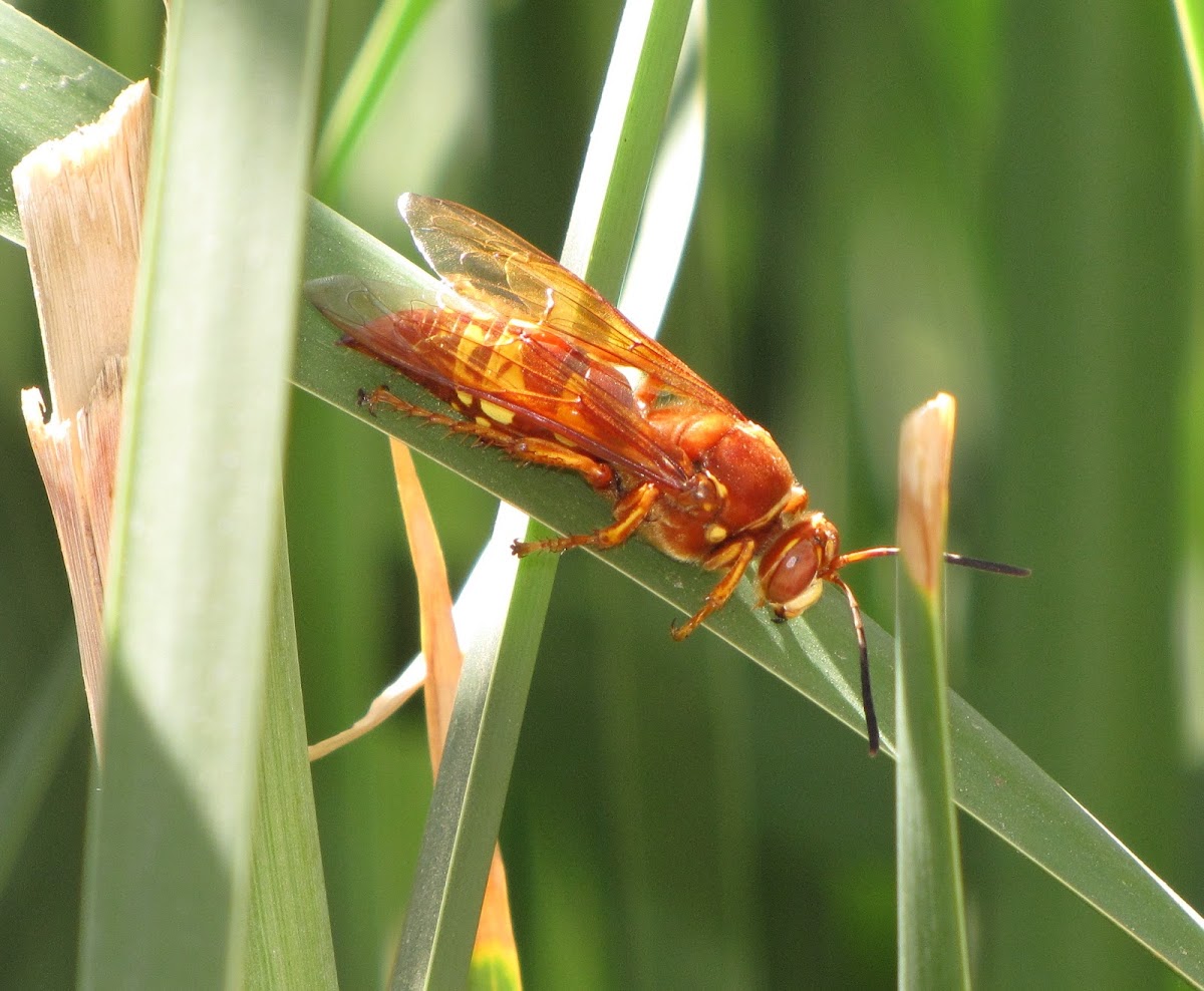 Pacific Cicada Killer