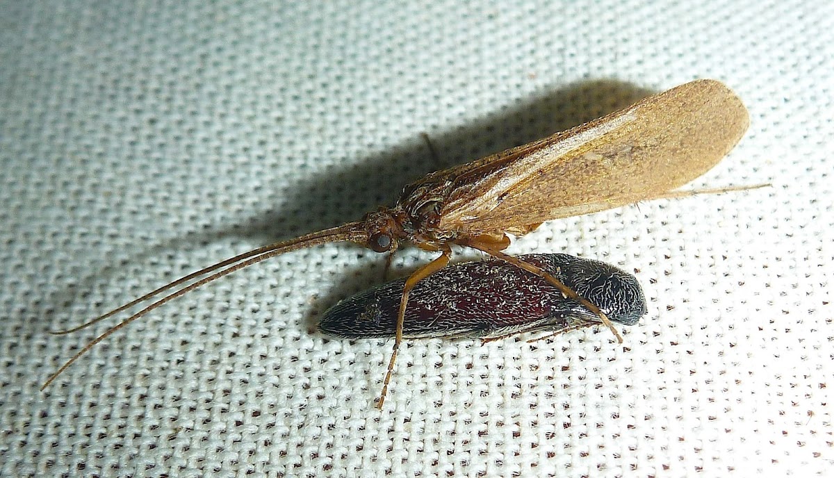 Caddisfly on a Click Beetle