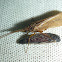 Caddisfly on a Click Beetle