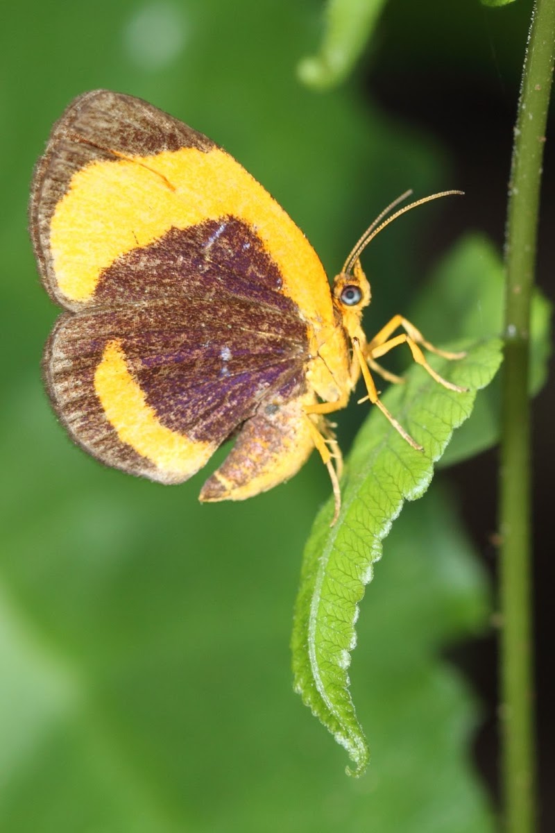 Unidentified Butterfly Moth