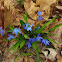Unknown blue flowers