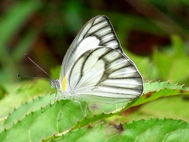 Striped Albatross