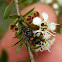 Checkered Beetle (Clerid Beetle)
