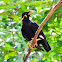 Hill Myna