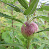 Goldenrod Gall Fly Gall