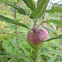 Goldenrod Gall Fly Gall
