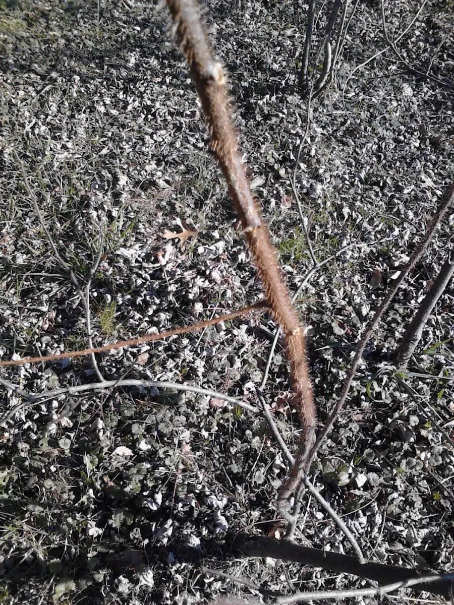 Bristly locust, rose acacia