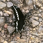 MacKinnon's Swallowtail