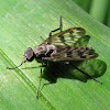 Common Snipe Fly