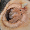 Bee's nest in cut Populus or Salix tree