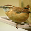 Carolina Wren