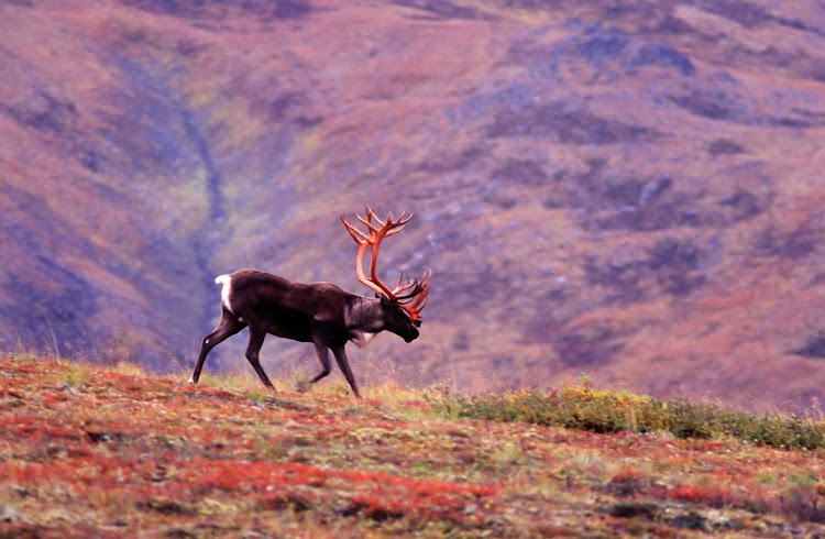 A caribou wanders across fields in Denali National Park, Alaska.