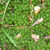 Juniper Haircap Moss