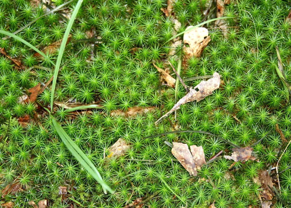 Juniper Haircap Moss