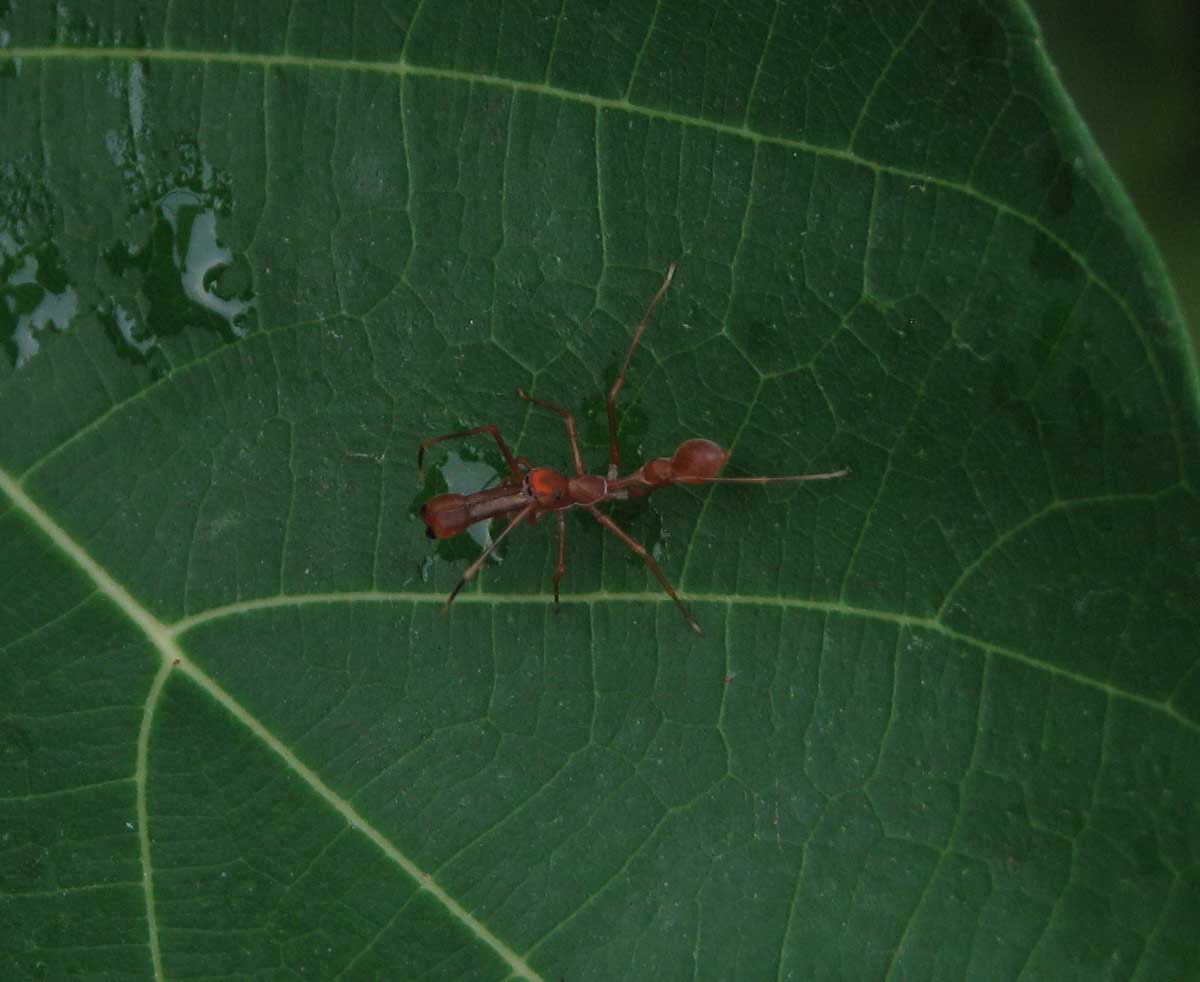 red ant-mimicking spider