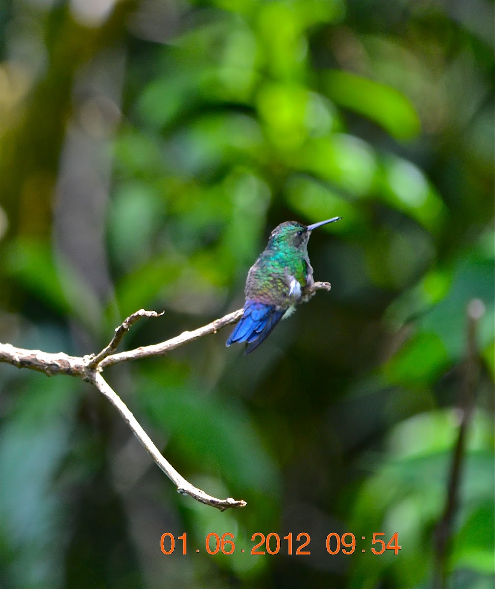 Blue-vented Hummingbird