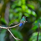 Blue-vented Hummingbird
