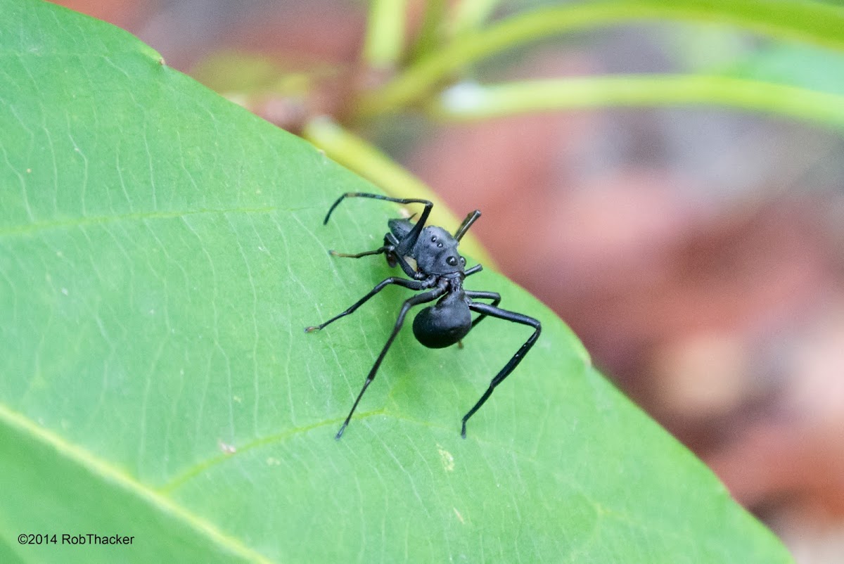 Black Ant mimic Jumping Spider(Male)