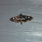 Grape Leaffolder Moth