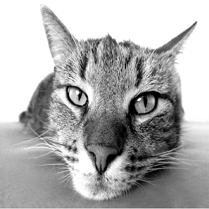Teknik Melatih Kucing.apk 2.0
