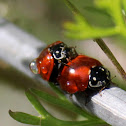 Spottless Lady Beetle