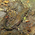 Dusky Salamander