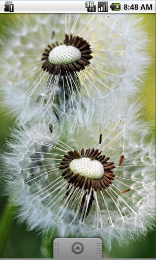 Dandelion Live Wallpaper