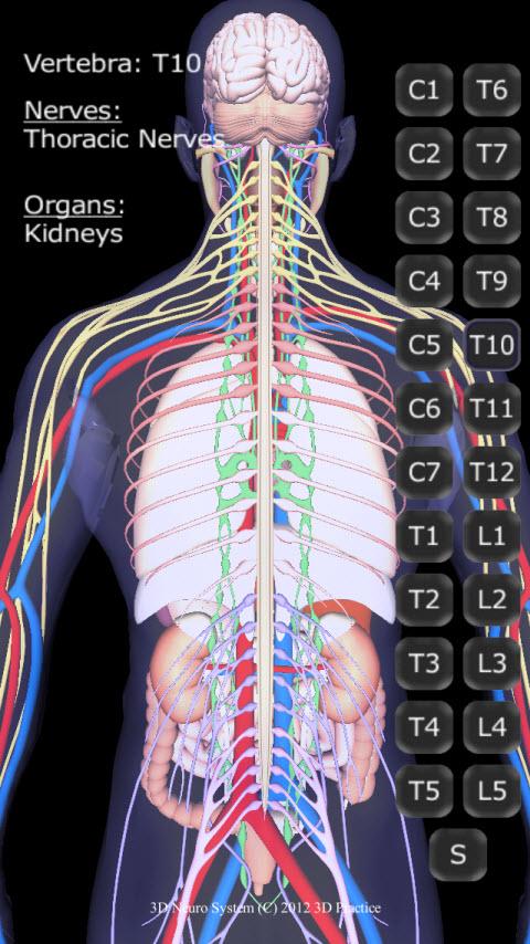 3D Neuro System Screen 3