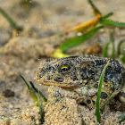 Green toad