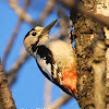 The Syrian Woodpecker