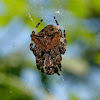 Horned Garden Spider
