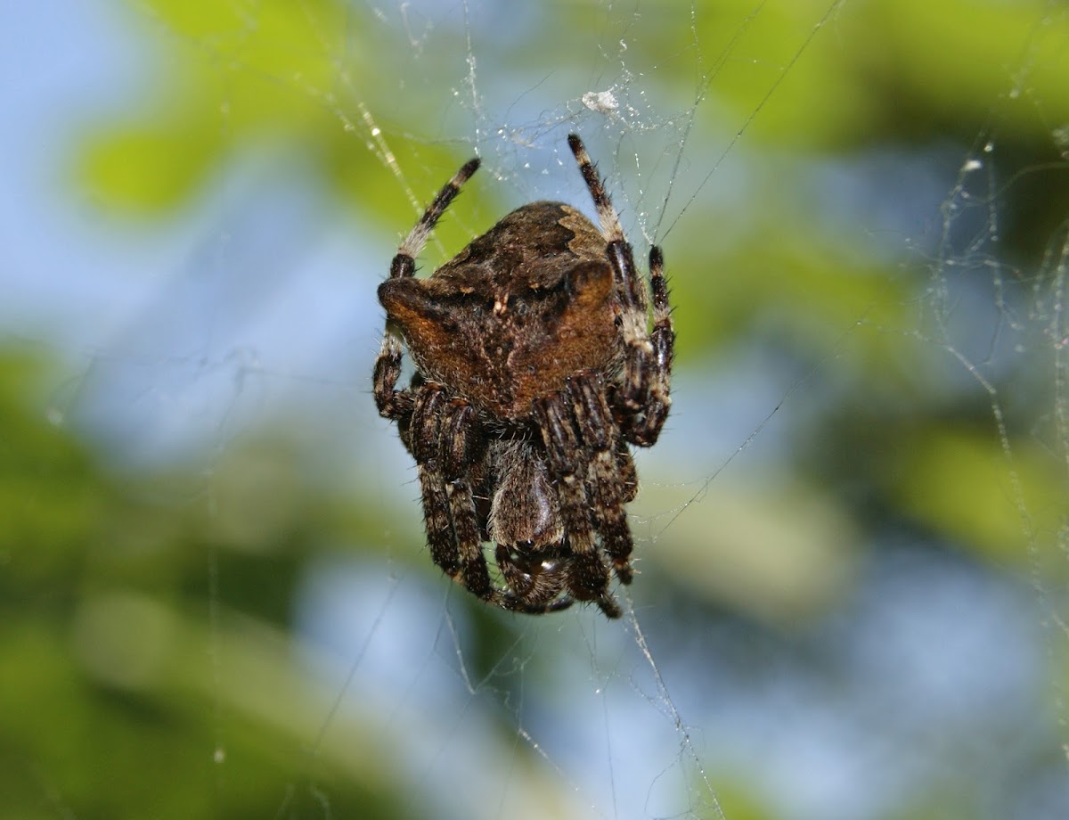 Horned Garden Spider