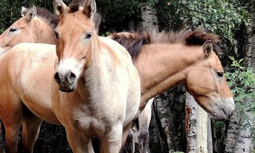 BEAUTIFULL HORSES Screenshots 4